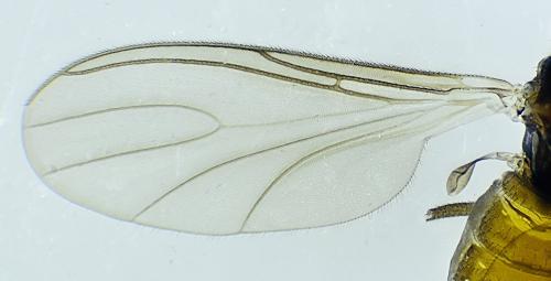 Lycoriella sp.